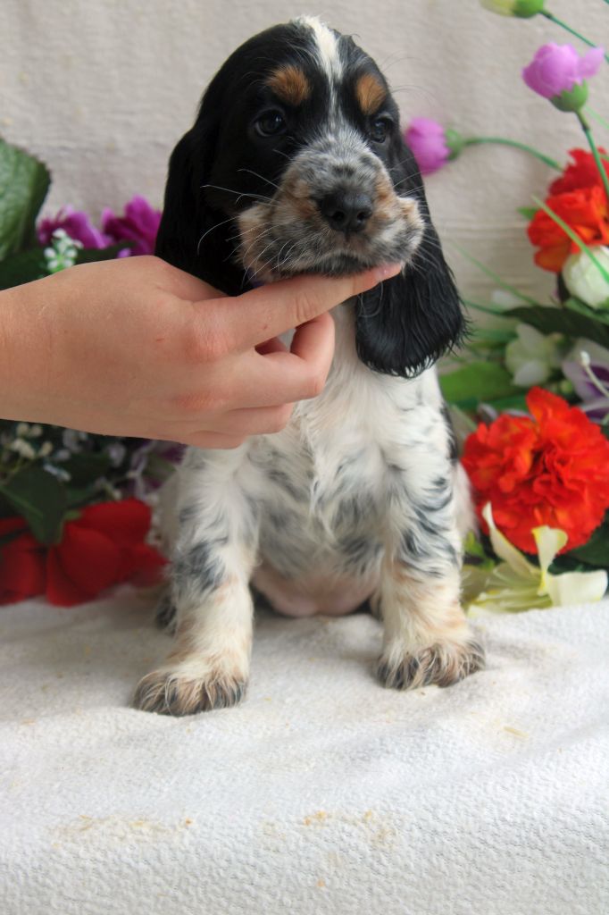 Du Royaume Des Quatre Pattes - Chiot disponible  - Cocker Spaniel Anglais