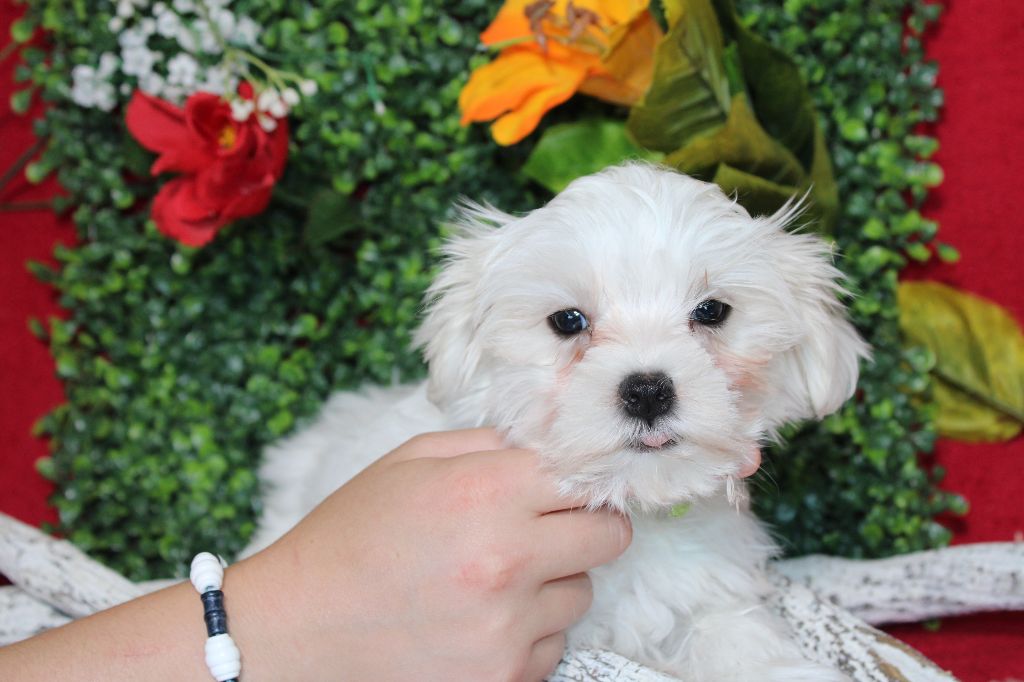 CHIOT male collier vert ( petit modèle)