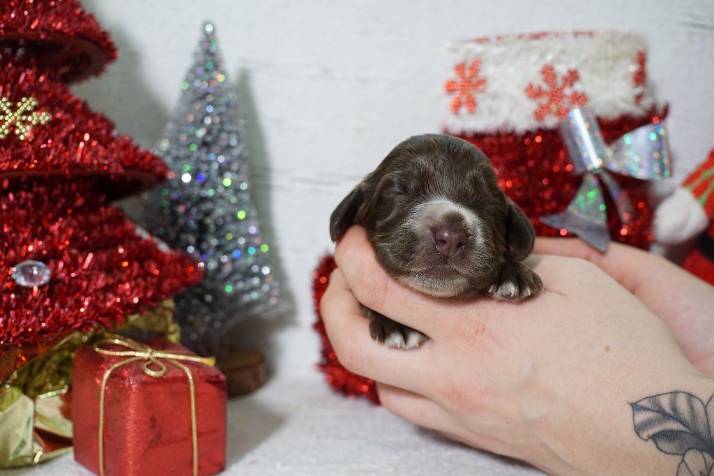 Du Royaume Des Quatre Pattes - Chiot disponible  - Cocker Spaniel Anglais