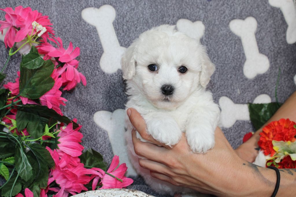 Du Royaume Des Quatre Pattes - Chiot disponible  - Bichon Frise