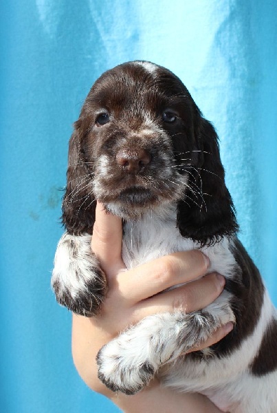 Chiot Elevage Du Royaume Des Quatre Pattes eleveur de chiens