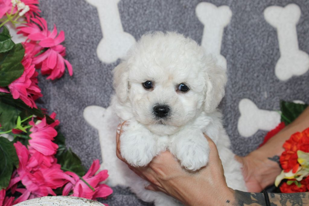 Du Royaume Des Quatre Pattes - Chiot disponible  - Bichon Frise