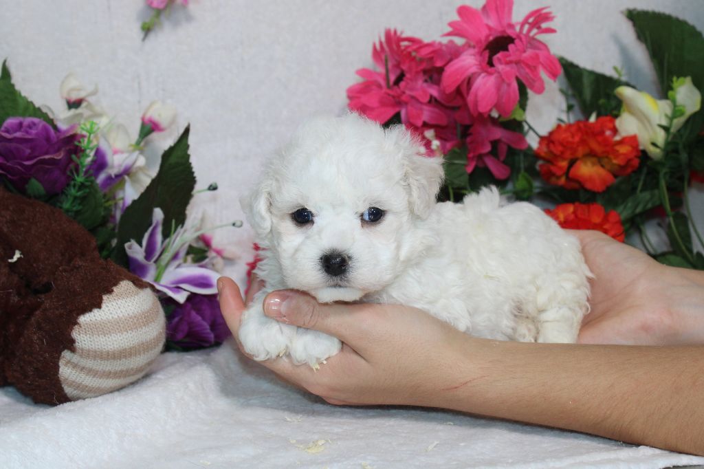 Du Royaume Des Quatre Pattes - Chiot disponible  - Bichon Frise