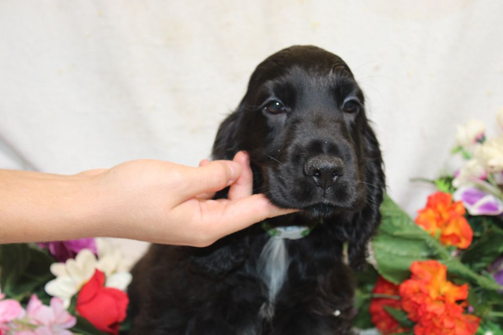 chiot Cocker Spaniel Anglais Du Royaume Des Quatre Pattes