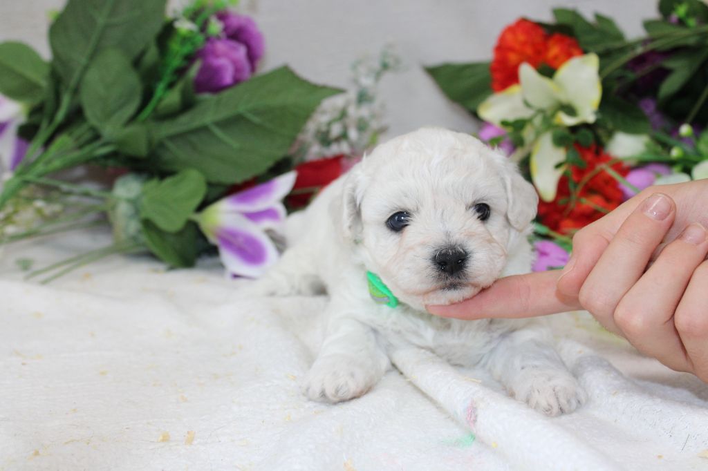 chiot Bichon Frise Du Royaume Des Quatre Pattes