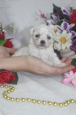 CHIOT male collier bleu ( Mini)