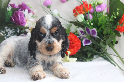 CHIOT  femelle tricolore bleu collier rose