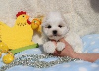 CHIOT male bichon maltais collier marron