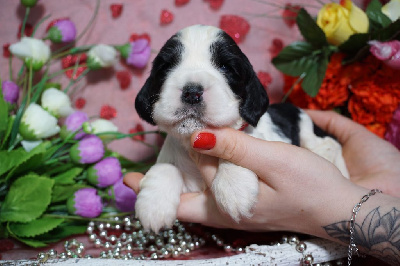 CHIOT cocker blanche et noire collier rouge