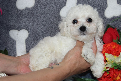 CHIOT male collier marron