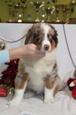 CHIOT male rouge merle collier bleu (Vagabon)