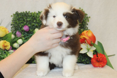 CHIOT femelle rouge tricolore collier rose