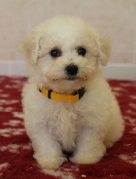 CHIOT bichon femelle collier jaune