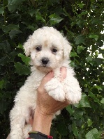 Adorable petit bichon frisé LOF