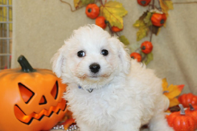 CHIOT male bichon collier bleu