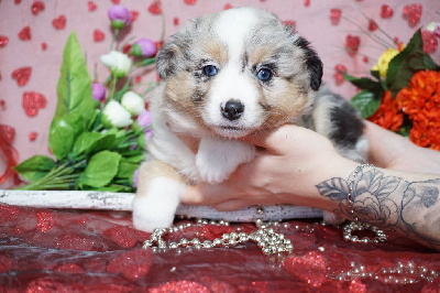 CHIOT femelle bleue merle collier violet