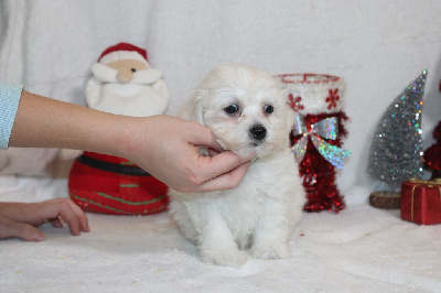 CHIOT male collier vert clair