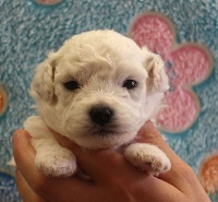 CHIOT femelle bichon collier rose