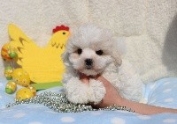 CHIOT male bichon maltais collier rouge (R'Milou)