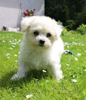 CHIOT femelle bichon frisé collier vert