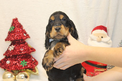 CHIOT male collier gris ( vesper)