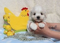 CHIOT male bichon maltais collier vert