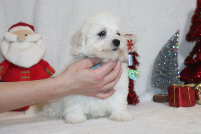 CHIOT  male collier bleu ciel