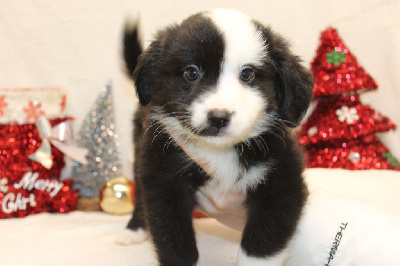 CHIOT male blanc et noir collier vert