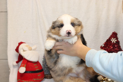 CHIOT male bleu merle