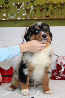 CHIOT male bleu merle collier vert (vroom)