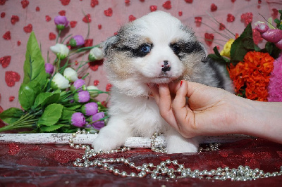 CHIOT femelle bleue merle collier orange