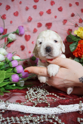 CHIOT cocker blanche et orange collier rose