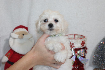 CHIOT male collier vert foncé