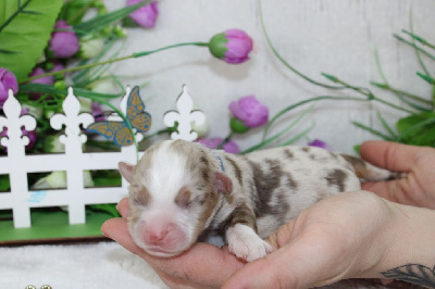 CHIOT male rouge merle collier bleu