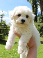 CHIOT femelle bichon frisé collier bleu