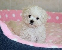 CHIOT femelle bichon maltais (miniature)