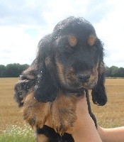 CHIOT cocker male noir et feu collier vert