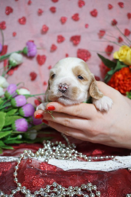 CHIOT cocker male blanc et orange collier vert