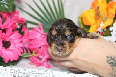 CHIOT femelle chocolat et feu collier jaune