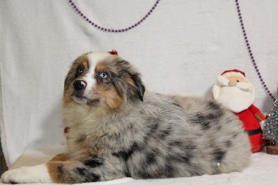 CHIOT male bleu merle collier vert (Veronne)