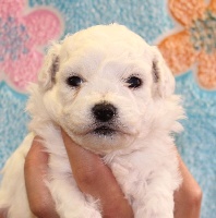 CHIOT femelle bichon collier orange