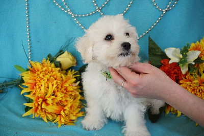 CHIOT male collier vert ( Vic)