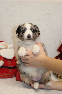 CHIOT femelle bleu merle