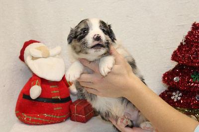 CHIOT male bleu merle collier gris