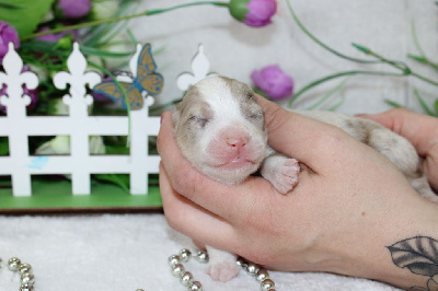 CHIOT male rouge merle collier vert