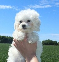 CHIOT bichon male collier beige