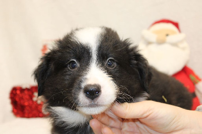 CHIOT male blanc et noir collier bleu