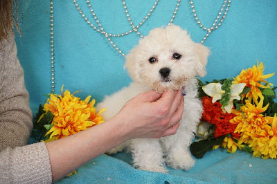 CHIOT femelle collier violet ( Vermeille)