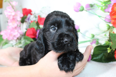 CHIOT male noir collier marron