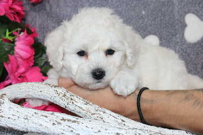 CHIOT male collier bleu